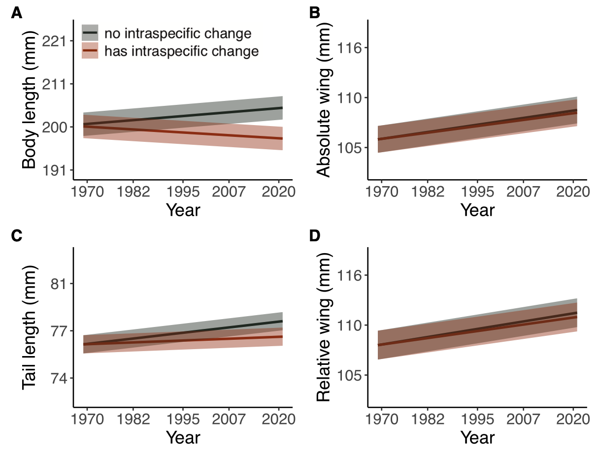 Four panels showing changes in community-weighted mean body length, absolute wing length, tail length, and relative wing length from 1970 to 2020, with and without intraspecific trait change