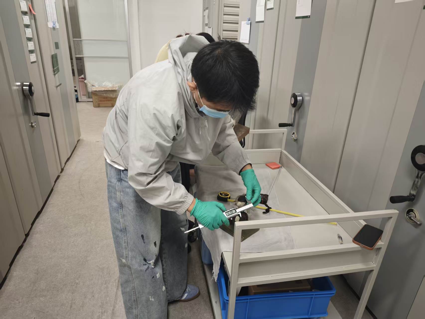 Measuring a bird specimen at the Zhejiang Museum of Natural History